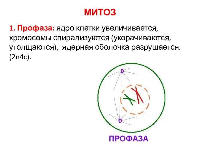 1. Профаза: ядро клетки увеличивается, хромосомы спирализуются (укорачиваются, утолщаются), ядерная оболочка разрушается. (2n4c). МИТОЗ