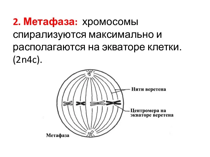 2. Метафаза: хромосомы спирализуются максимально и располагаются на экваторе клетки. (2n4c).