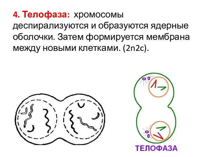 4. Телофаза: хромосомы деспирализуются и образуются ядерные оболочки. Затем формируется мембрана между новыми клетками. (2n2c).