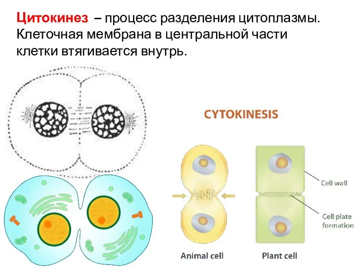 Цитокинез – процесс разделения цитоплазмы. Клеточная мембрана в центральной части клетки втягивается внутрь.