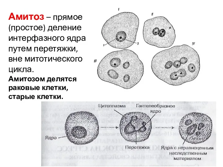 Амитоз – прямое (простое) деление интерфазного ядра путем перетяжки, вне митотического цикла.