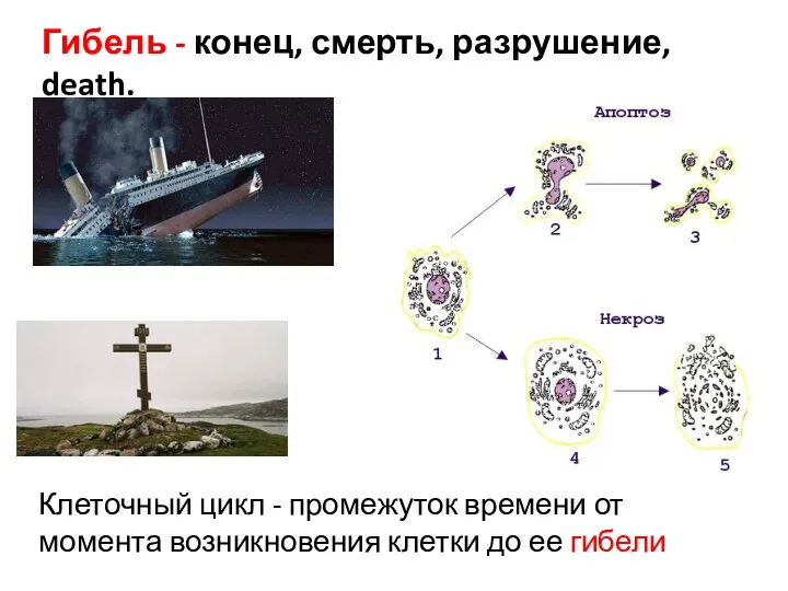 Гибель - конец, смерть, разрушение, death. Клеточный цикл - промежуток времени от