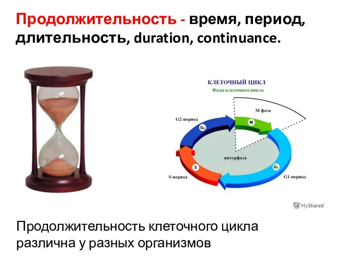 Продолжительность - время, период, длительность, duration, continuance. Продолжительность клеточного цикла различна у разных организмов