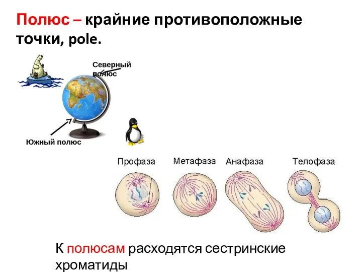 Полюс – крайние противоположные точки, pole. К полюсам расходятся сестринские хроматиды