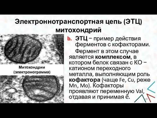 Электроннотранспортная цепь (ЭТЦ) митохондрий ЭТЦ − пример действия ферментов с кофакторами. Фермент