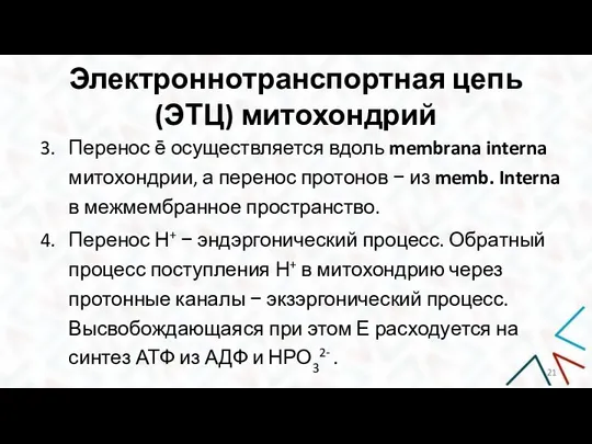 Электроннотранспортная цепь (ЭТЦ) митохондрий Перенос ē осуществляется вдоль membrana interna митохондрии, а