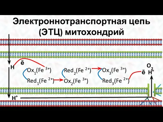 Электроннотранспортная цепь (ЭТЦ) митохондрий H ē Ox1(Fe 3+) Red1(Fe 2+) Ox2(Fe 3+)