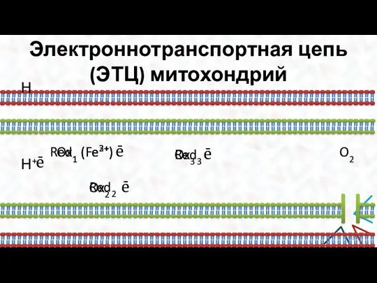 Электроннотранспортная цепь (ЭТЦ) митохондрий Н Н+ ē Ox1 (Fe3+) Red1 (Fe2+) ē