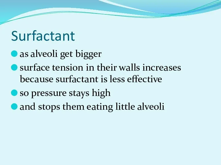 Surfactant as alveoli get bigger surface tension in their walls increases because