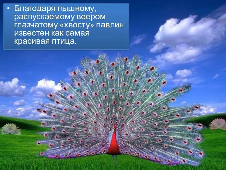 Благодаря пышному, распускаемому веером глазчатому «хвосту» павлин известен как самая красивая птица.