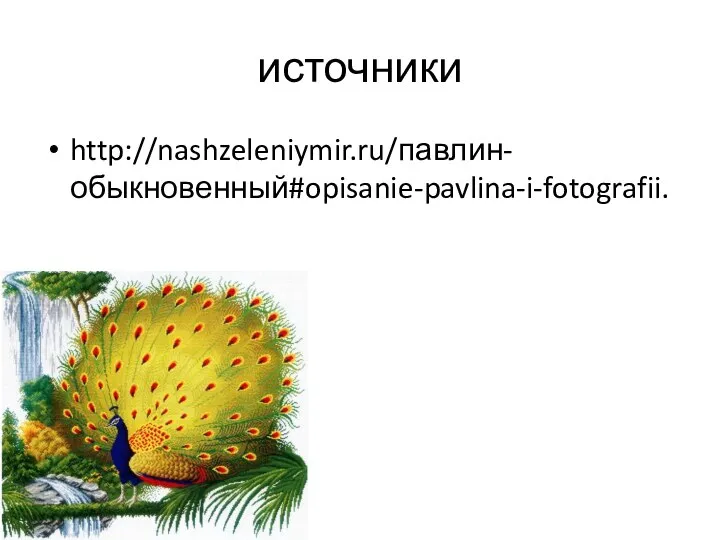 источники http://nashzeleniymir.ru/павлин-обыкновенный#opisanie-pavlina-i-fotografii.