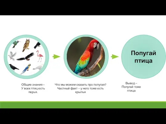 Попугай птица Общие знания – У всех птиц есть перья. Вывод –