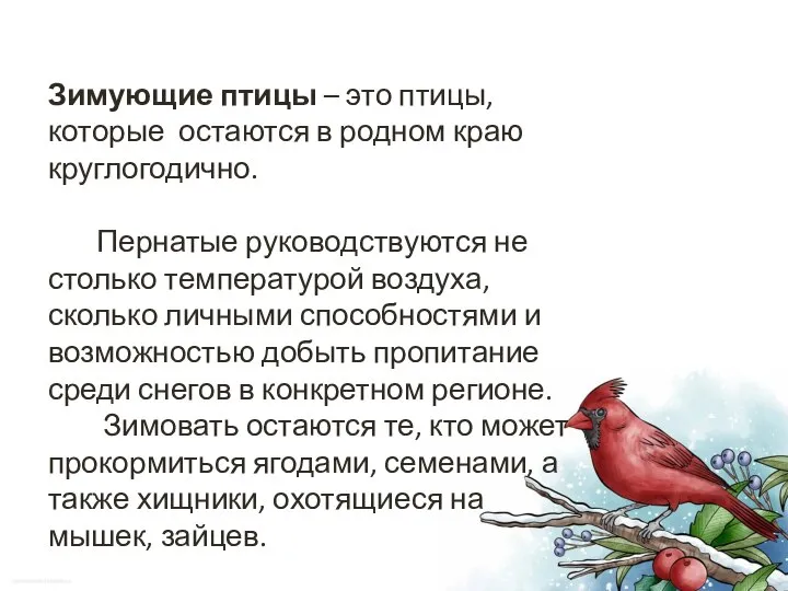 Зимующие птицы – это птицы, которые остаются в родном краю круглогодично. Пернатые