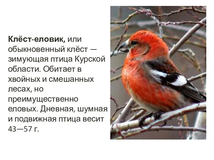 Клёст-еловик, или обыкновенный клёст — зимующая птица Курской области. Обитает в хвойных