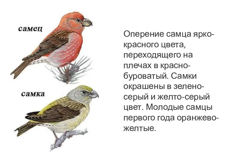 Оперение самца ярко-красного цвета, переходящего на плечах в красно-буроватый. Самки окрашены в