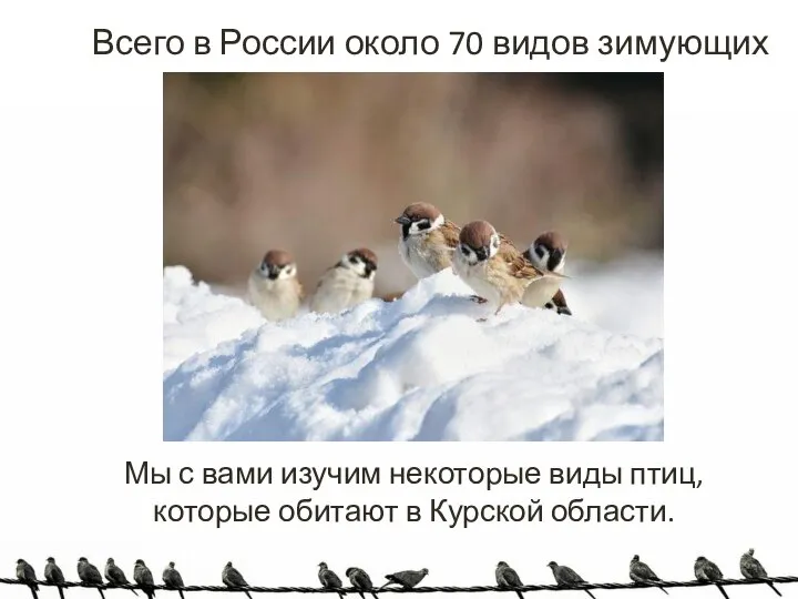 Всего в России около 70 видов зимующих птиц. Мы с вами изучим