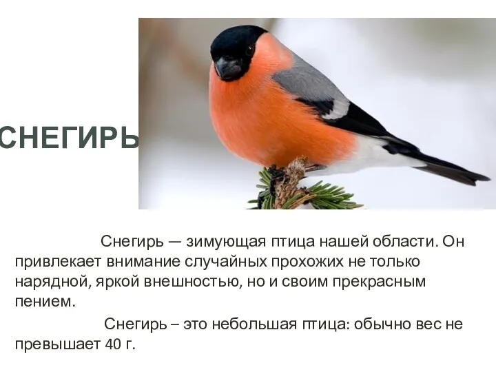 СНЕГИРЬ Снегирь — зимующая птица нашей области. Он привлекает внимание случайных прохожих