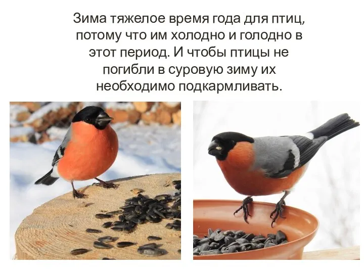Зима тяжелое время года для птиц, потому что им холодно и голодно
