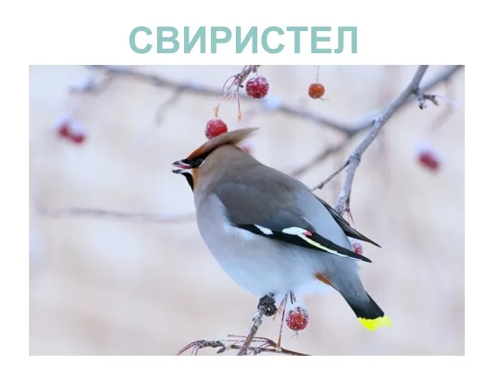 СВИРИСТЕЛЬ