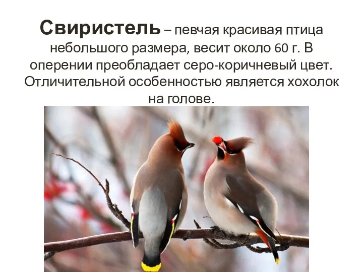 Свиристель – певчая красивая птица небольшого размера, весит около 60 г. В