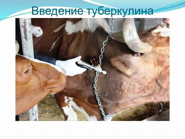 Введение туберкулина