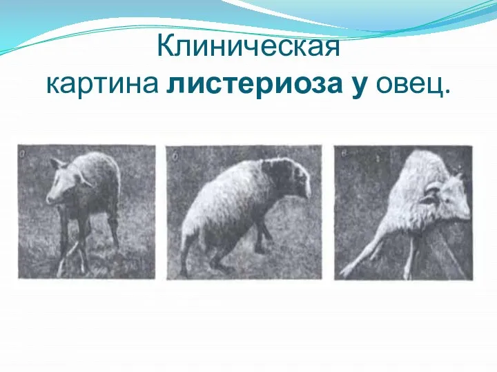 Клиническая картина листериоза у овец.