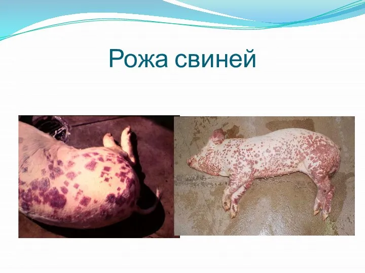 Рожа свиней