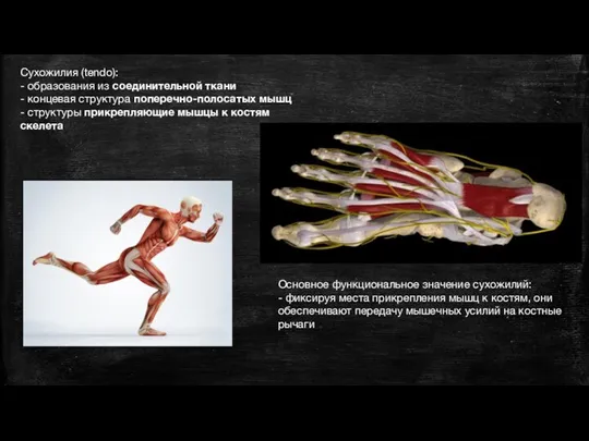 Сухожилия (tendo): - образования из соединительной ткани - концевая структура поперечно-полосатых мышц