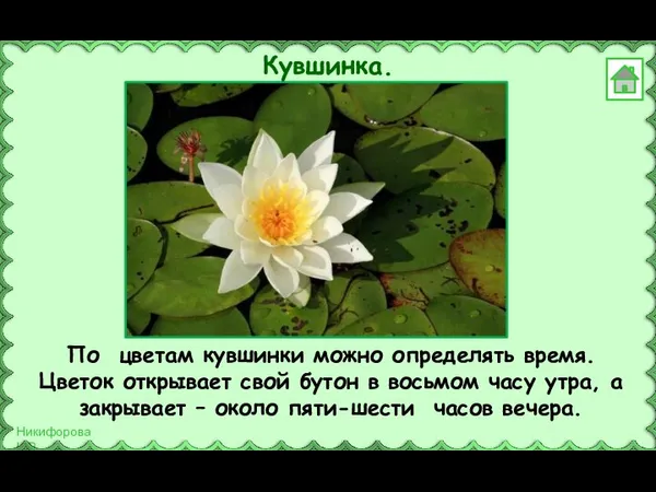 По цветам кувшинки можно определять время. Цветок открывает свой бутон в восьмом