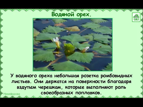 У водяного ореха небольшая розетка ромбовидных листьев. Они держатся на поверхности благодаря