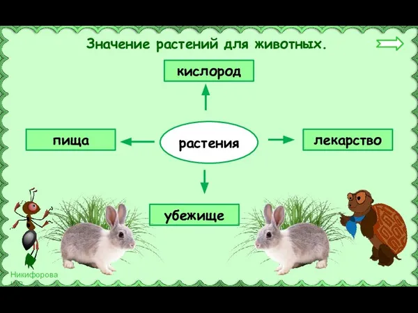 Значение растений для животных. растения кислород лекарство убежище пища