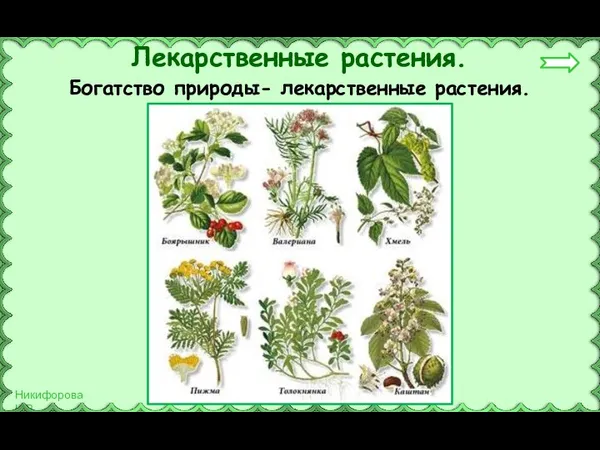 Лекарственные растения. Богатство природы- лекарственные растения.