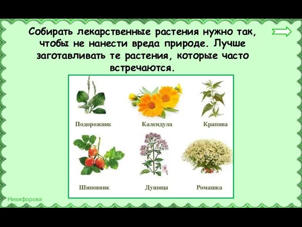 Собирать лекарственные растения нужно так, чтобы не нанести вреда природе. Лучше заготавливать