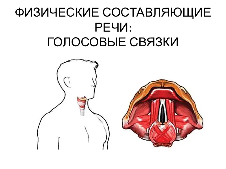 ФИЗИЧЕСКИЕ СОСТАВЛЯЮЩИЕ РЕЧИ: ГОЛОСОВЫЕ СВЯЗКИ