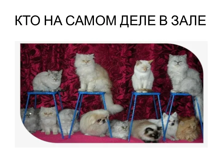 КТО НА САМОМ ДЕЛЕ В ЗАЛЕ