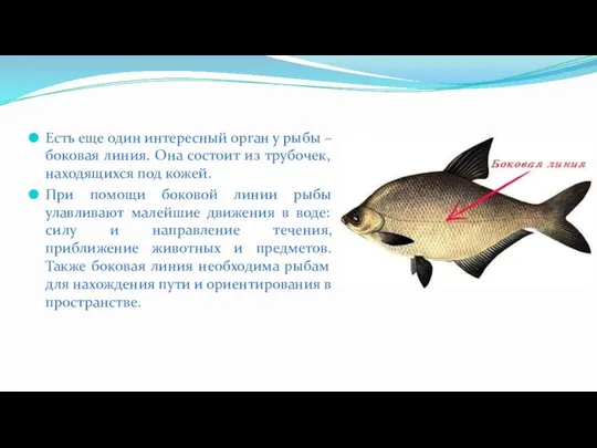 Есть еще один интересный орган у рыбы – боковая линия. Она состоит