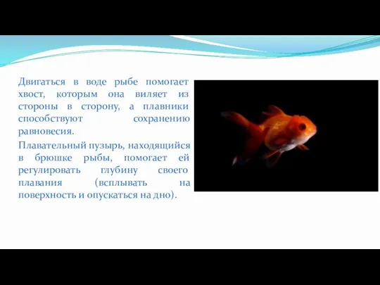 Двигаться в воде рыбе помогает хвост, которым она виляет из стороны в