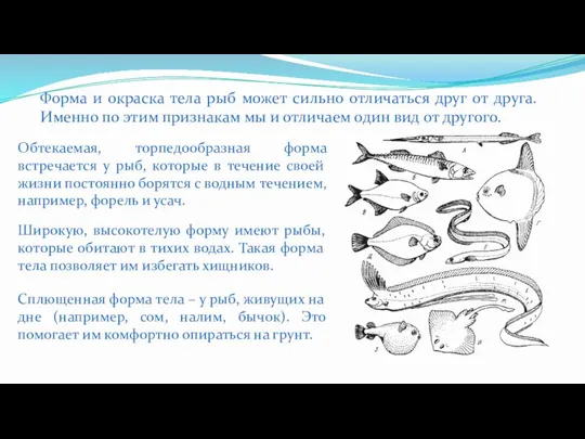 Форма и окраска тела рыб может сильно отличаться друг от друга. Именно