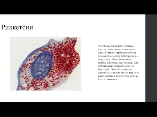 Риккетсии это самые маленькие живые клетки, известные в при­роде, они занимают промежуточное
