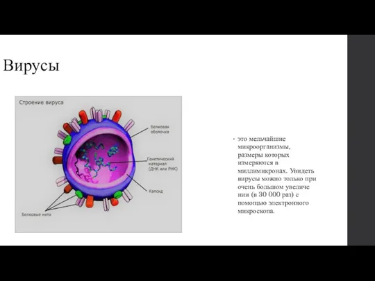 Вирусы это мельчайшие микроорганизмы, размеры кото­рых измеряются в миллимикронах. Увидеть вирусы можно