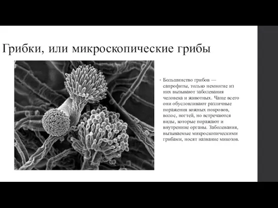 Грибки, или микроскопические грибы Большинство грибов — сапрофиты, только немногие из них