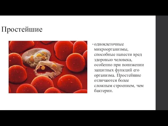 Простейшие одноклеточные микроорганизмы, способные нанести вред здоровью человека, особенно при понижении за­щитных