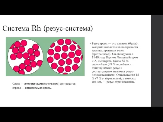 Система Rh (резус-система) Резус крови — это антиген (белок), который находится на