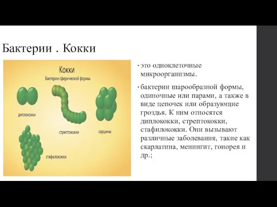 Бактерии . Кокки это одноклеточные микроорганизмы. бактерии шарообразной формы, одиночные или парами,