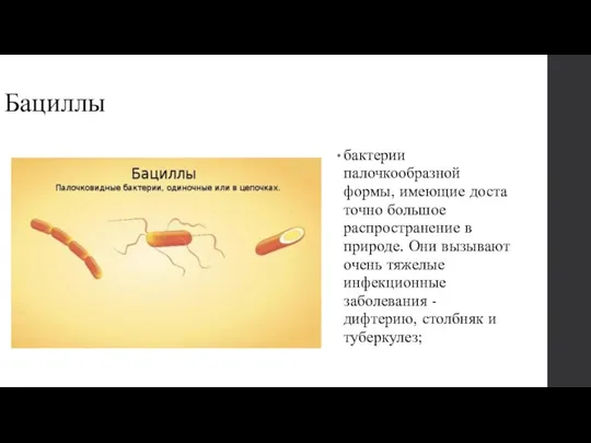 Бациллы бактерии палочкообразной формы, имеющие доста­точно большое распространение в природе. Они вызывают