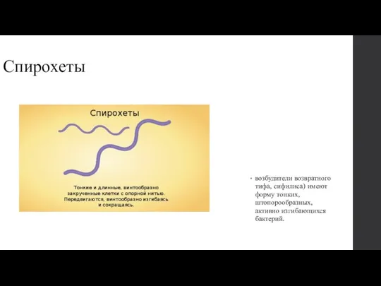 Спирохеты возбудители возвратного тифа, сифилиса) имеют форму тонких, штопорообразных, активно изгибаю­щихся бактерий.