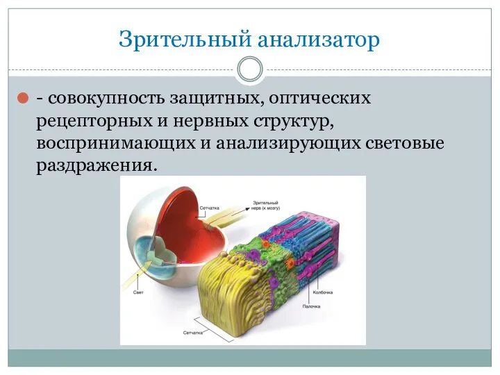 Зрительный анализатор - совокупность защитных, оптических рецепторных и нервных структур, воспринимающих и анализирующих световые раздражения.