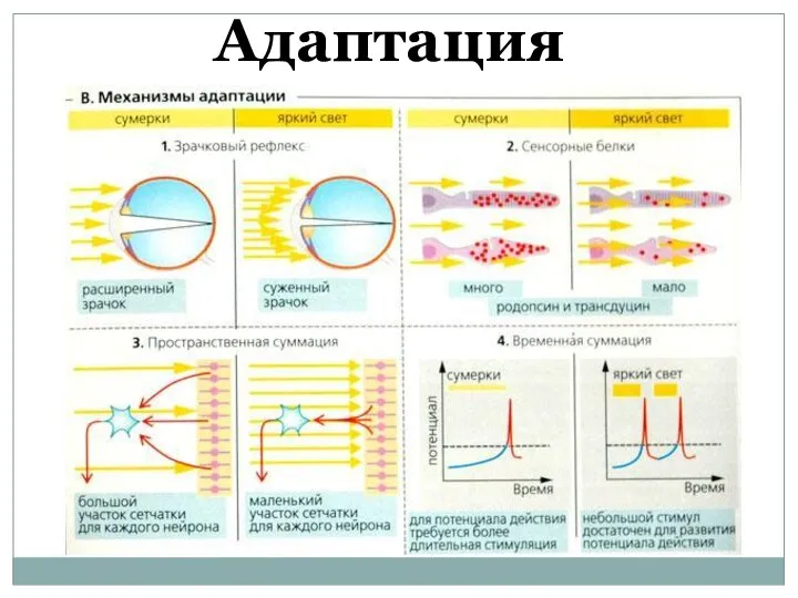 Адаптация