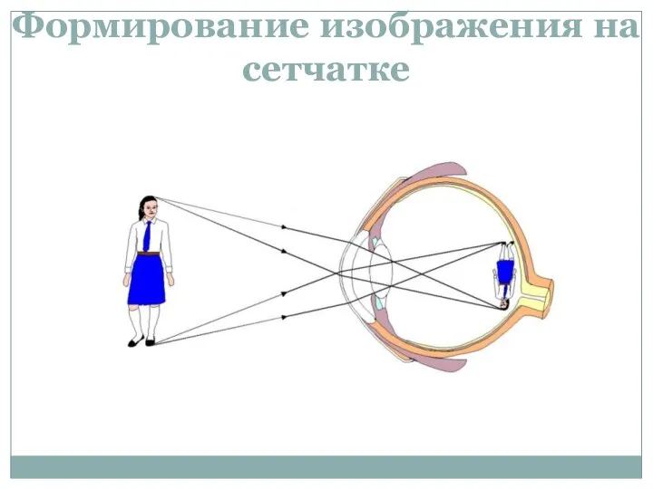 Формирование изображения на сетчатке