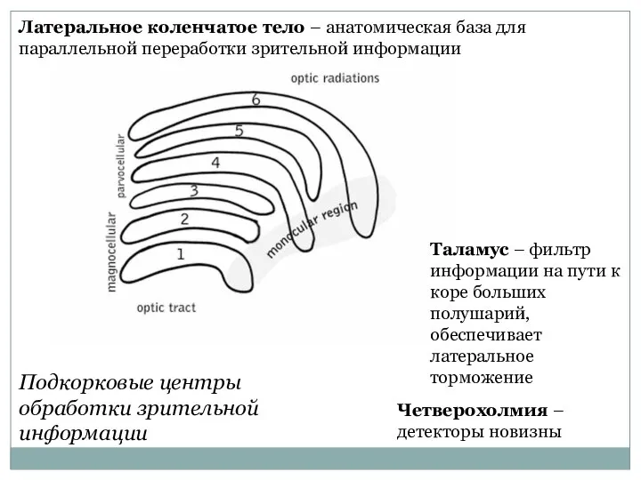 Латеральное коленчатое тело – анатомическая база для параллельной переработки зрительной информации Таламус